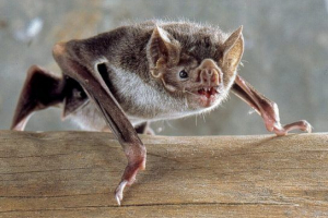 Великі підкови Великі підкови